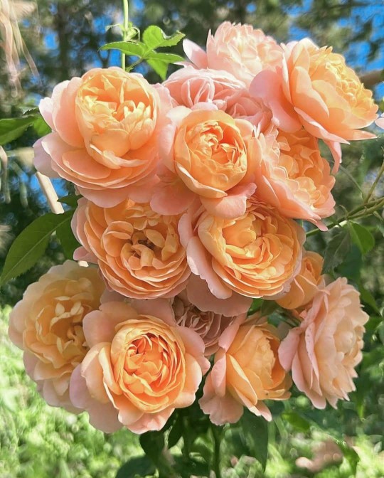 تقدیم مشکل پسندا😊🌸