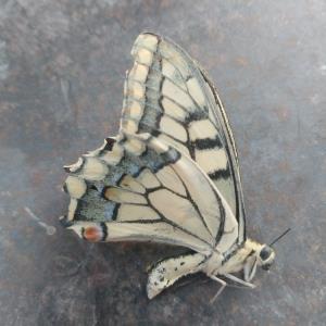 سپاسگزاری