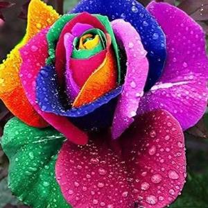 گل برای گل