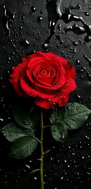 🌹