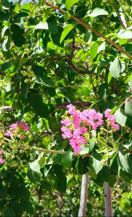 🌸🌱