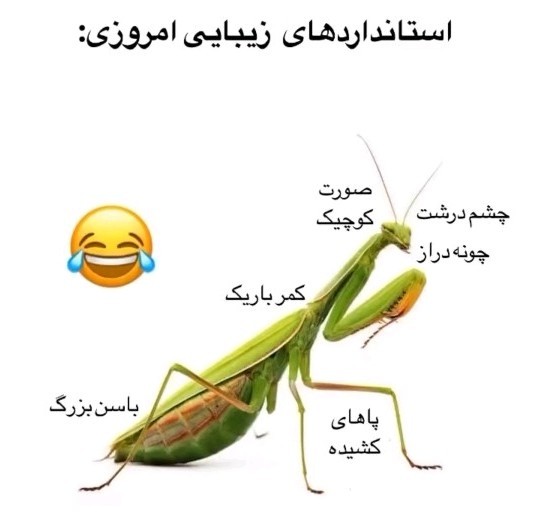 استاندارد زیبایی 😂😂✌️✌️