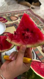 بفرمایید هندونه🍉