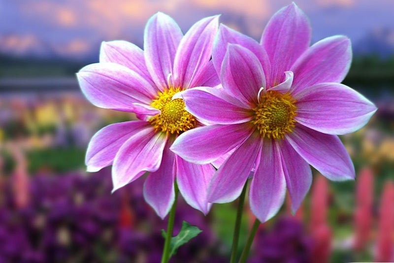 🌷🌹🌷