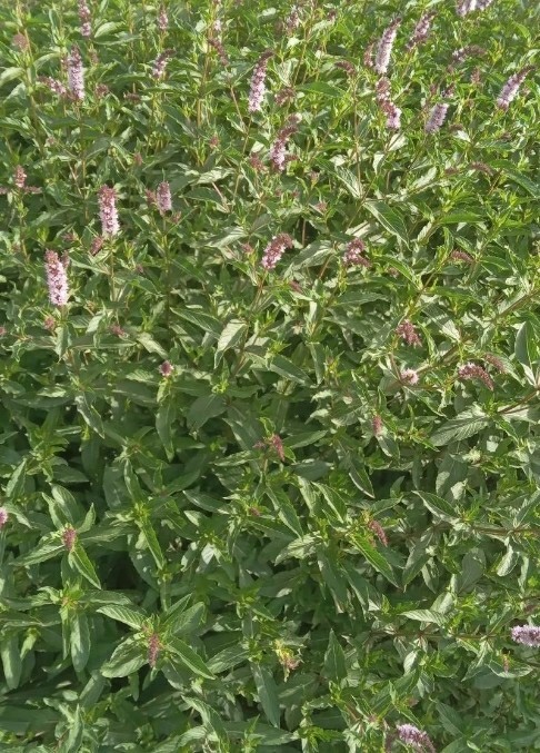 نعنا 