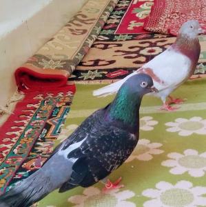 کفترای خودم