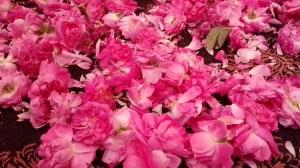 از طرف سعید،تقدیم دوستان عزیز،گل محمدی🌺🌺🌺🌺