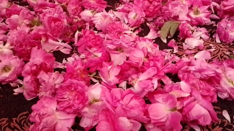 از طرف سعید،تقدیم دوستان عزیز،گل محمدی🌺🌺🌺🌺