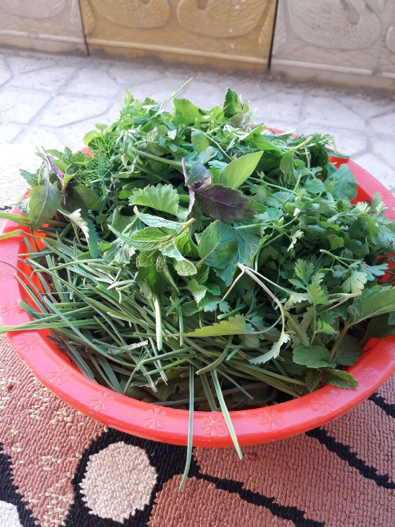 سبزی تازه ازباغچه حیاط بفرمایید