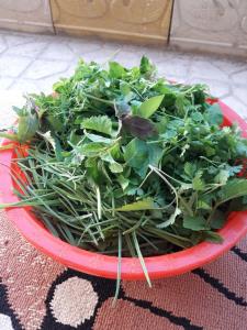 سبزی تازه ازباغچه حیاط بفرمایید