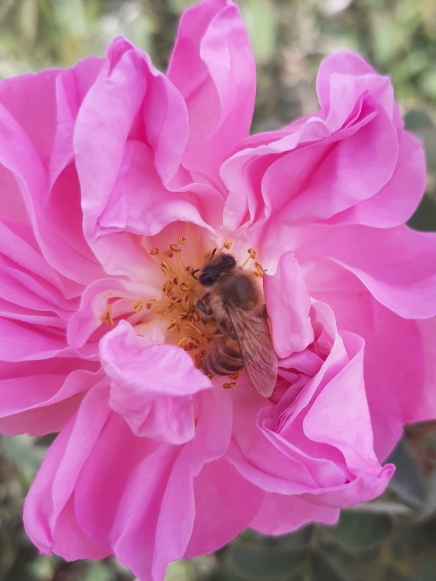 تلاش روزانه🐝🐝🐝