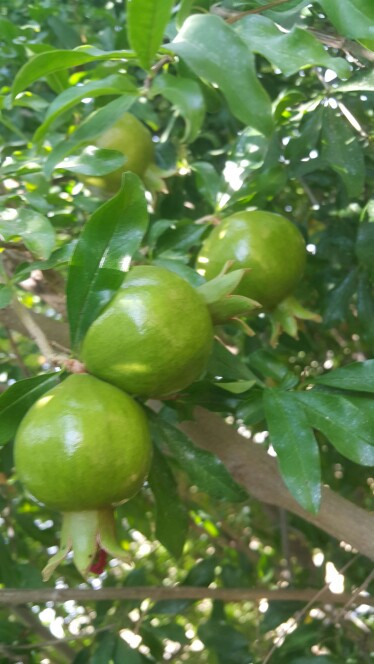 انار شیرین البته هنوز زود هست کال هست 🍁