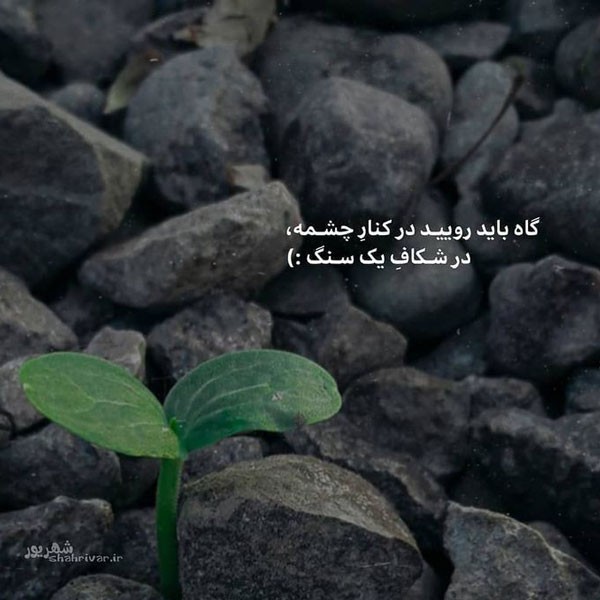 گاه باید رویید