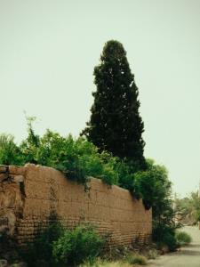 منظره ای ناب