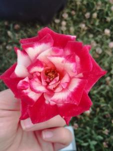 تقدیم به گل های عکاسخونه