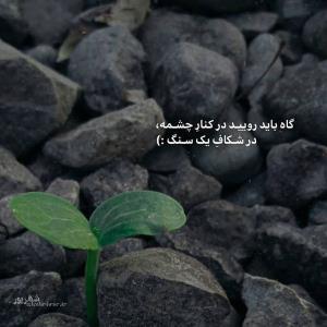 گاه باید رویید