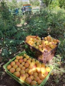 اومدیم توی باغ ، جاتون خالی 🍒