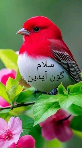 سلطان سبلان