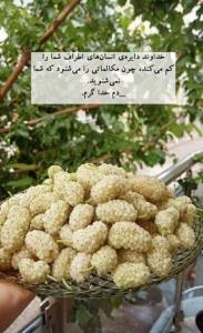 روزتون ختم به زیباترین اتفاقات🌸