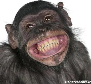 پادشاه امیر🤣🐒ژستشو فقط🫤🤣🤣🤣🫠