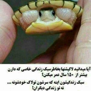 📛تلنگر 

لاڪ پشت ها بخاطر سبڪ زندگی خاصی که دارن بیشتر از ۱۵۰ سال عمر میکنن! 
سبڪ زندگیشون اینه ڪه...
سرشون تو لاک خودشونه نه تو زندگی دیگران ❗️

