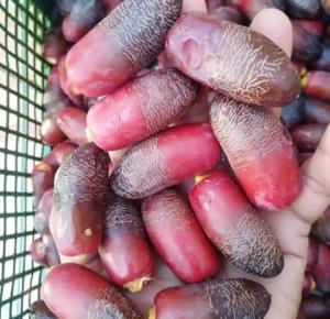 سوغات جنوب
