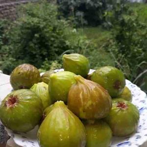 جاتون خالی 
