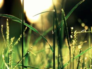 🌾🌾