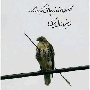 گلومون مونده زیر چاقوی ‌کُندِ روزگار .....