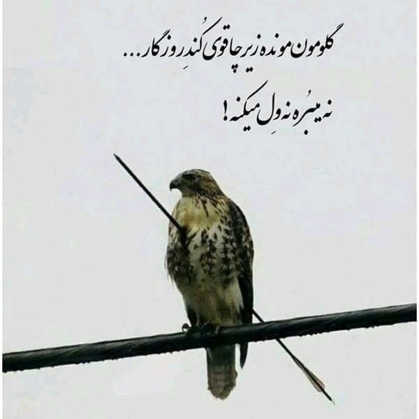 گلومون مونده زیر چاقوی ‌کُندِ روزگار .....