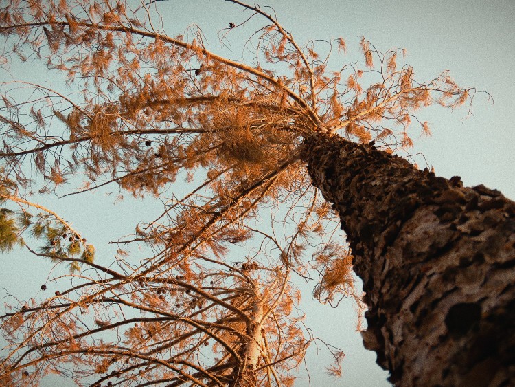 🍁🍁