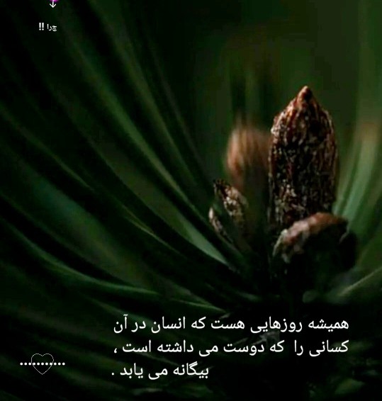 🍂🌹🍂