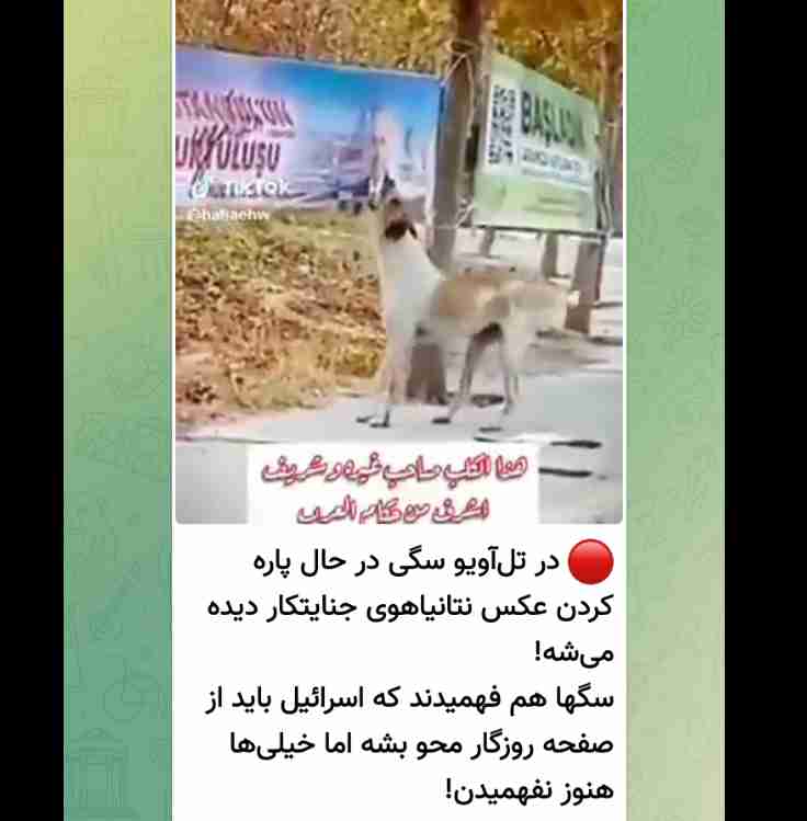 سگ در حال پاره کردن عکس نتانیاهو