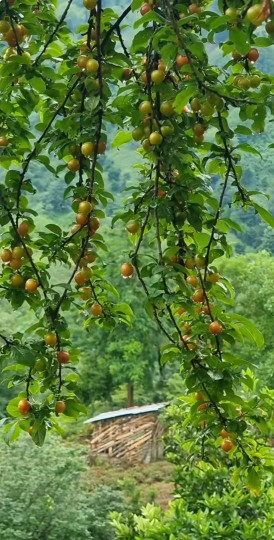 مازندران