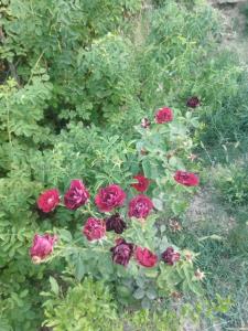 اینم گلاای داخل باغ تقدیم به همه عزیزان 
