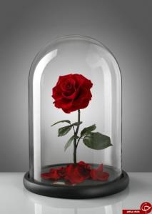 🌹🌷🙏
