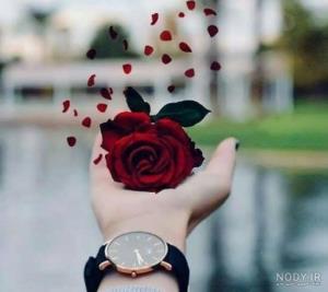 🌷🌹