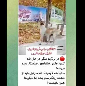 سگ در حال پاره کردن عکس نتانیاهو