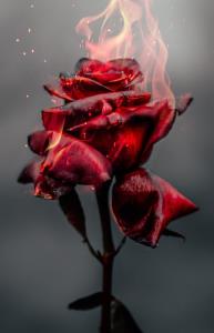 🌷🌹