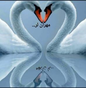 مهران لر...نامبر وان خبری ✌️✌️✌️✌️🙋🤷