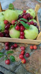 نوش 🍏🍒🍒