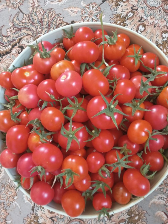 گوجه محلی بدون سم اورگانیگ  تقدیم نگاه مهربانتان🌹😊😊