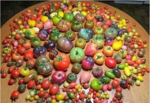 عصرتون بخیر🍅🍅