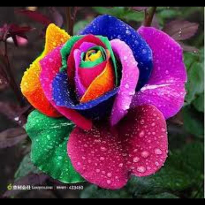 🌺🍀
