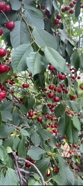 چای این خوشمزه میشه نه آلو