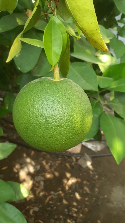 اگه گفتید این چیه