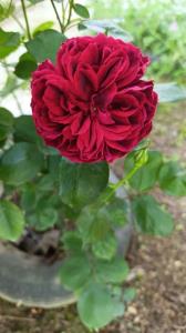 برای اونهایی که مهربانند  و مهربانی را دوست دارن☺️🌹☺️