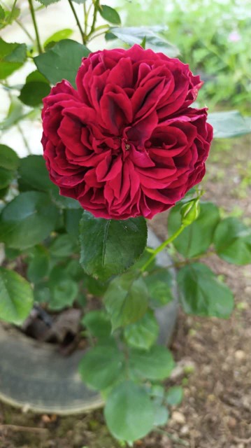 برای اونهایی که مهربانند  و مهربانی را دوست دارن☺️🌹☺️