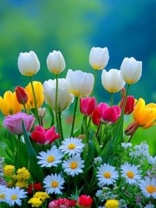 تقدیم به بانوی هنرمند M👑💎👑💛🌿