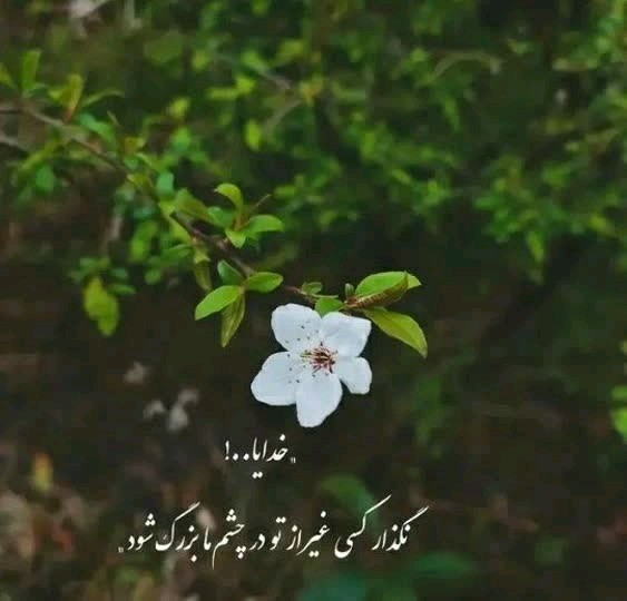 🌼💮